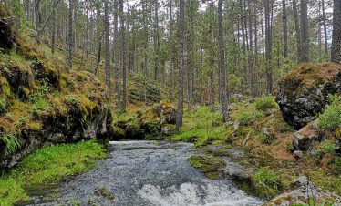 Trekking in the Cloud Forest