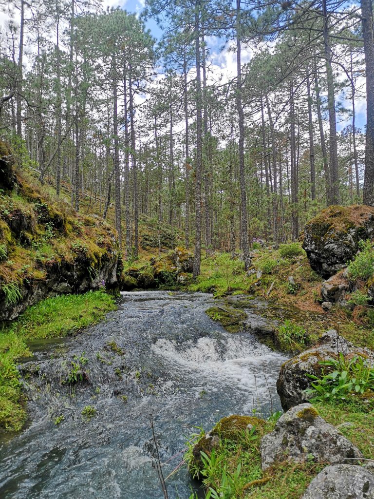 Trekking in the Cloud Forest