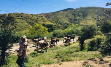 Mezcal Plantation Tour