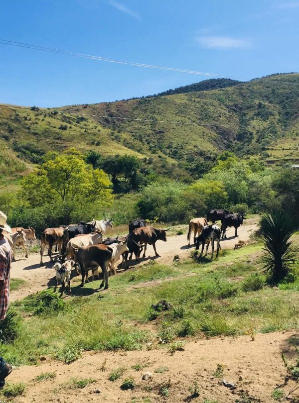 Mezcal Plantation Tour