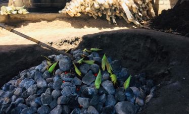 Mezcal Plantation Tour
