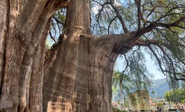Tule Tree Bike Tour