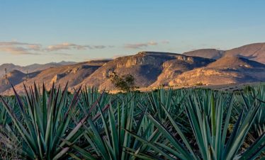 Pulque Bike Tour