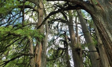 The Caves of the Southern Sierra